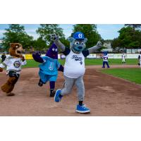 Victoria HarbourCats' mascot Harvey the HarbourCat celebrates win