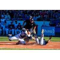 Victoria HarbourCats' Russell Young in action