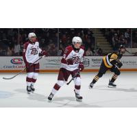 Peterborough Petes defenceman Carson Cameron