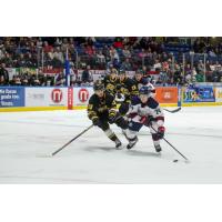 Sarnia Sting's Lukas Fischer and Saginaw Spirit's Valentin Zhugin in action