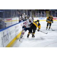 Springfield Thunderbirds' Nathan Walker in action