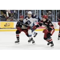 Milwaukee Admirals' Denis Gurianov battles Grand Rapids Griffins' Albert Johansson and Marco Kasper