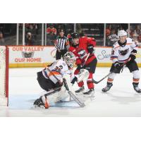 Lehigh Valley Phantoms goaltender Felix Sandstrom