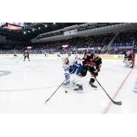 Belleville Senators battle the Toronto Marlies