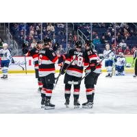 Belleville Senators celebrate a goal against the Manitoba Moose