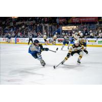 Springfield Thunderbirds' Adam Gaudette and Providence Bruins' Michael Callahan in action