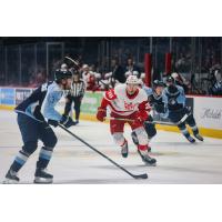 Milwaukee Admirals' Jake Livingstone and Grand Rapids Griffins' Tim Gettinger on the ice