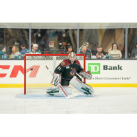 Tucson Roadrunners' Matthew Villalta in action