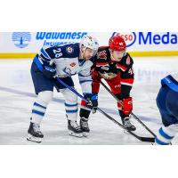 Grand Rapids Griffins face off with the Manitoba Moose