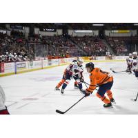 Greenville Swamp Rabbits battle the South Carolina Stingrays