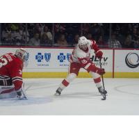 Grand Rapids Griffins' Dominik Shine in action