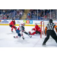 Springfield Thunderbirds battle the Charlotte Checkers