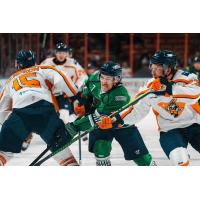 Florida Everblades forward Logan Lambdin battles the Greenville Swamp Rabbits