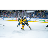 Springfield Thunderbirds' Nikita Alexandrov versus Providence Bruins' Mason Millman