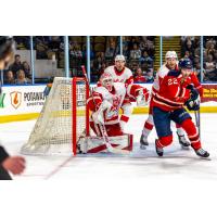 Milwaukee Admirals' Kieffer Bellows in action