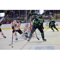 Greenville Swamp Rabbits' Parker Berge and Florida Everblades' Dillon Hamaliuk in action