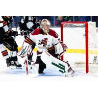 Tucson Roadrunners goaltender Matthew Villalta